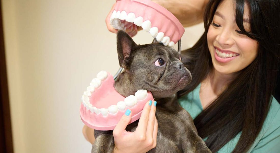 Dentures Porter Ranch